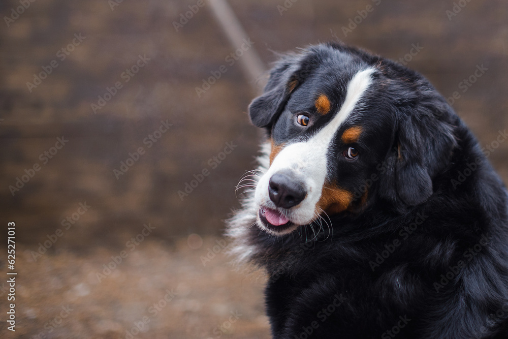 Bernese Mountain Dog against the background of a wooden brown wall