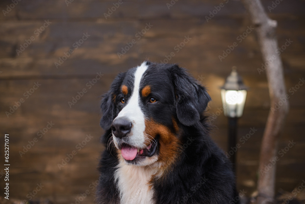 Bernese Mountain Dog against the background of a wooden brown wall