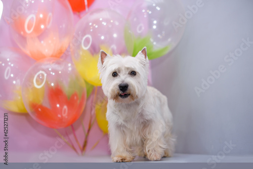 White West Terrier, 3 years, in front of colorful balloons