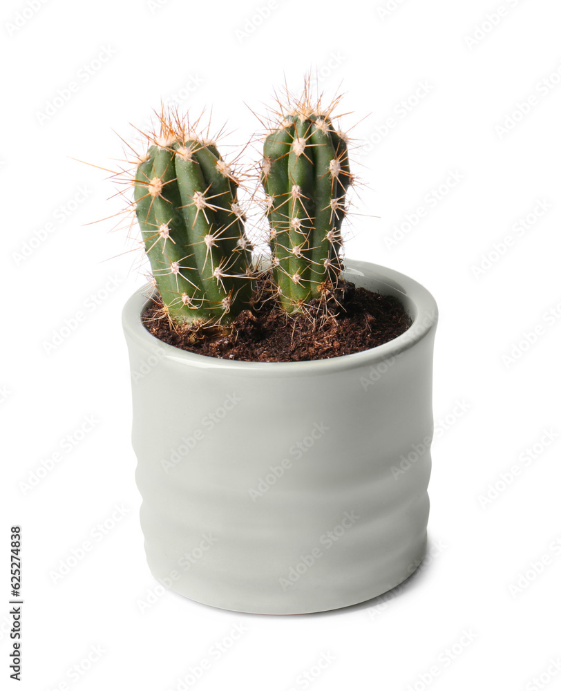 Beautiful green cacti in pot isolated on white Beautiful green cacti in pot isolated on white