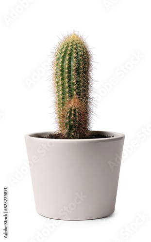 Beautiful green cactus in pot isolated on white