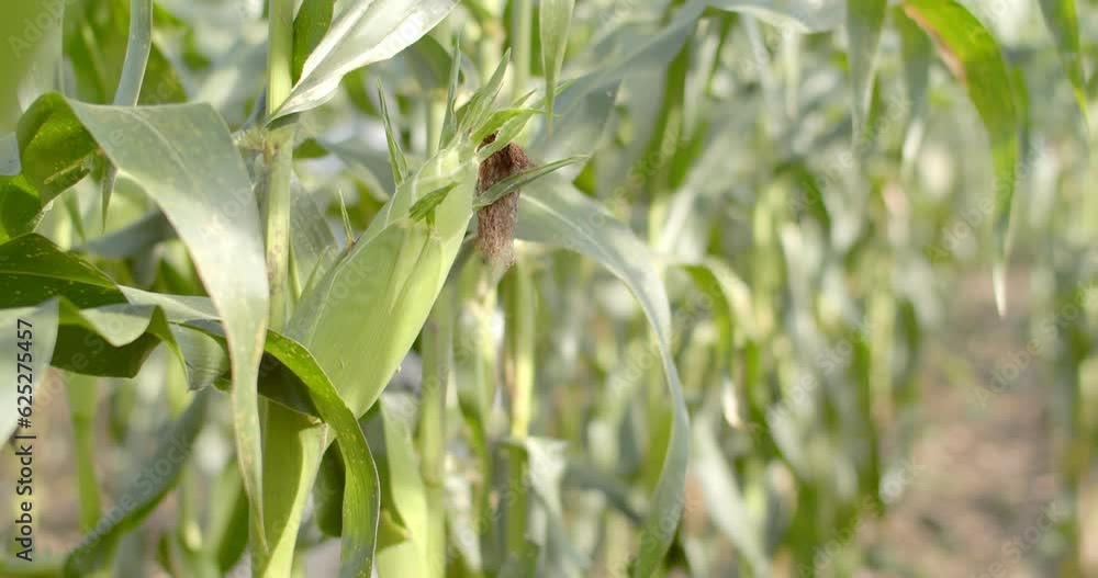 Close up hand pick corn.Thai farmers are collecting mature corn for export to the market. Close up hand pick corn.Thai farmers are collecting mature corn for export to the market.