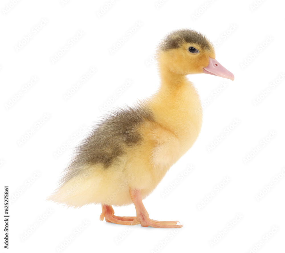 Baby animal. Cute fluffy duckling on white background Baby animal. Cute fluffy duckling on white background