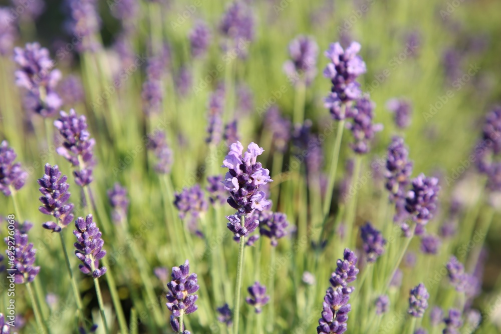 Beautiful blooming lavender growing in field, closeup. Space for text Beautiful blooming lavender growing in field, closeup. Space for text