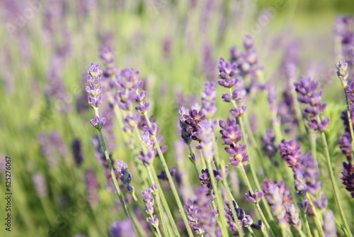 Fototapeta Naklejka Na Ścianę i Meble -  Beautiful blooming lavender growing in field, closeup. Space for text