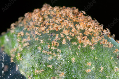 Fotografie Tetranychus urticae (red spider mite or two-spotted spider mite) is a species of plant-feeding mite a pest of many plants