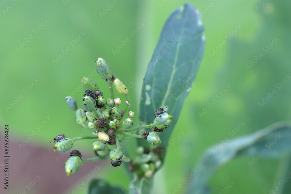 Ceutorhynchus pallidactylus and napi - weevils of beetle from family Curculionidae, pests of cabbage family e.g. oil rape plants, cauliflower, broccoli. Destroying canola flower buds. Ceutorhynchus pallidactylus and napi - weevils of beetle from family Curculionidae, pests of cabbage family e.g. oil rape plants, cauliflower, broccoli. Destroying canola flower buds.