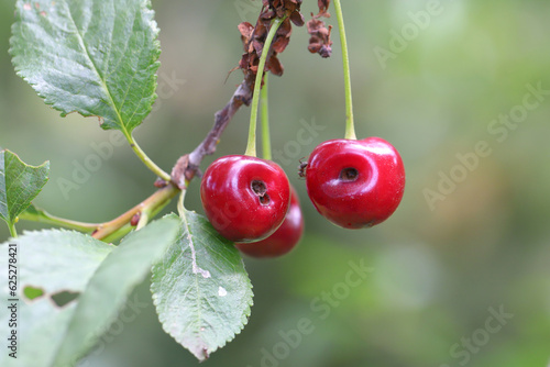Cherry fruit deformed by pest feeding - Cherry weevil or stone fruit weevil Anthonomus Furcipes rectirostris. photo