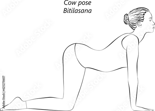 Sketch of young woman practicing yoga, doing Cow pose or Dog pose. Bitilasana. Arm Leg Support and Backbend. Beginner. Isolated vector illustration.