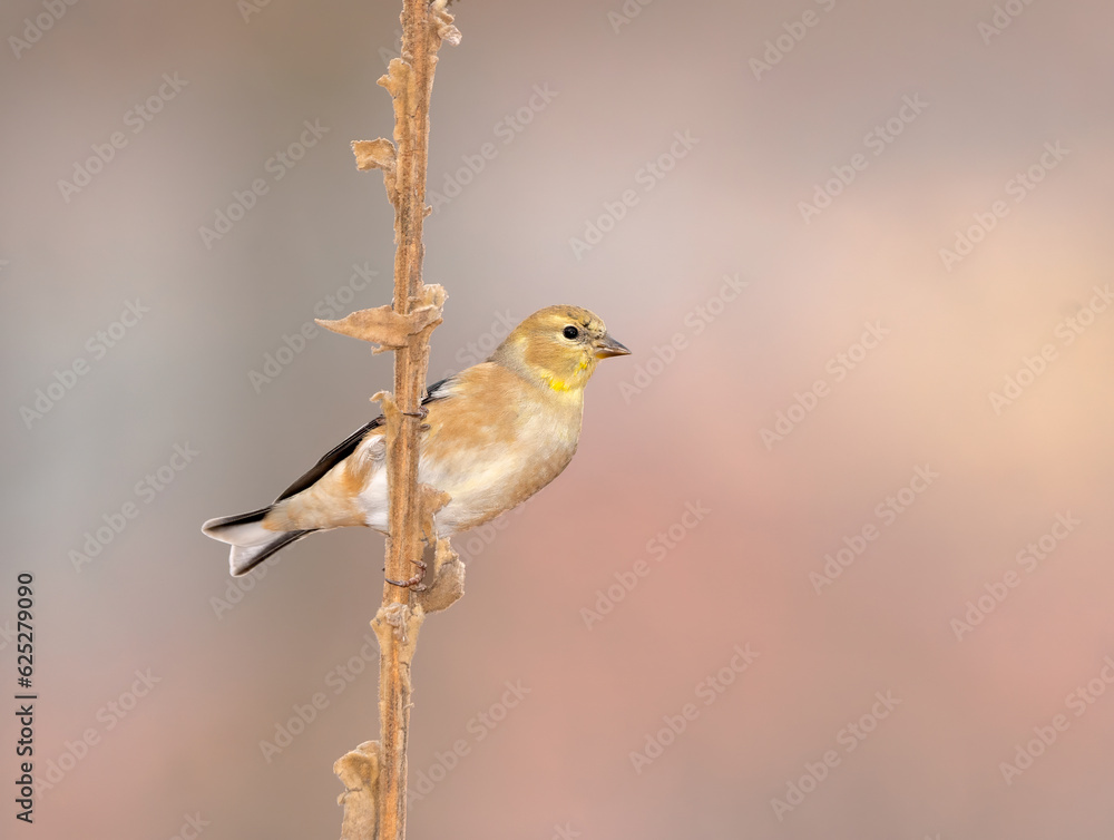 Obraz premium American Goldfinch