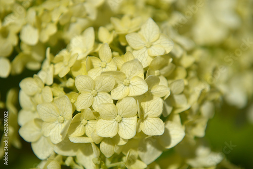 Closeup of white hydrangea flowers