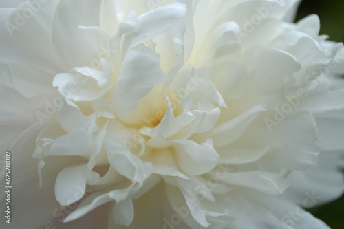 Closeup of a white peony flower © AnnyKen