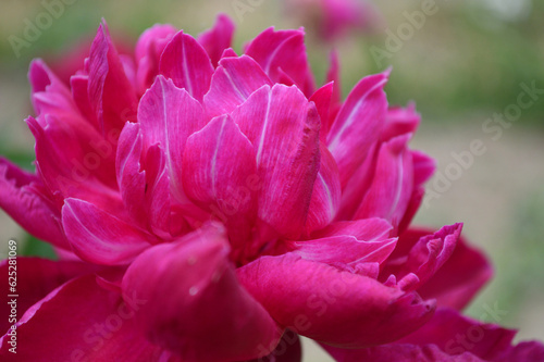 Closeup of a magenta peony flower