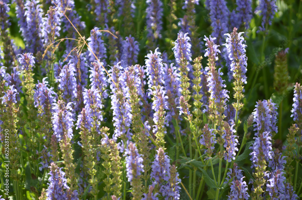 Obraz premium A bush of purple sage flowers