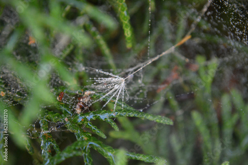 Wallpaper Mural A dandelion seed in a wet spider web  Torontodigital.ca
