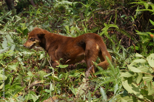 dog in the grass