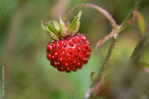 Closeup of a small wild strawberry