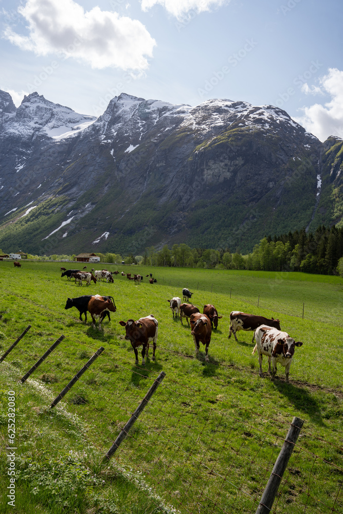 Norwegian mountain valley where there is gray asphalt but cows graze in the green grass, which is near big high mountains above the blue sky with puffy clouds.
