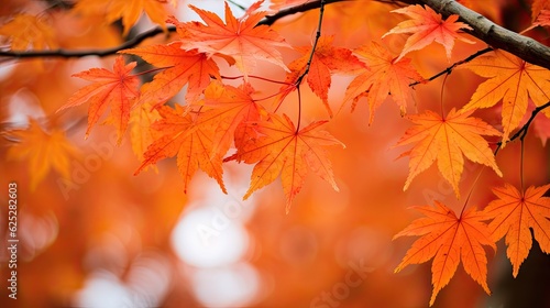 Fall maple tree leaves