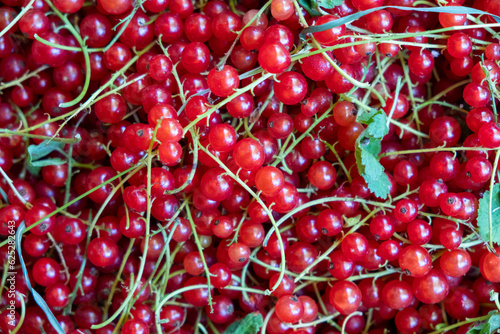 Red Currants . Rote Ribisel . Johannisbeeren photo