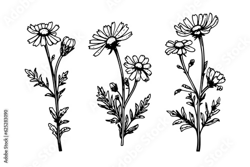 Hand drawn chamomile ink sketch. Daisy flower engraving vector illustration.