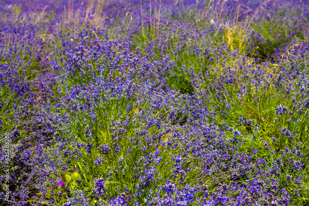 Obraz premium Beautiful lavender field in Germany