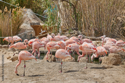 Group birds of pink african flamingos