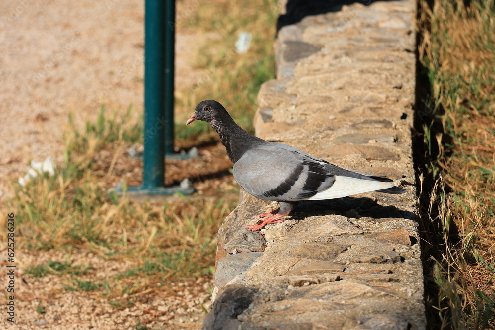 Fototapeta premium pigeon on the ground