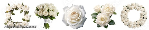 Set of white roses. White roses square frame, white roses bouquet, white roses composition, white roses wreath, white rose close-up. Isolated on a transparent background. KI.