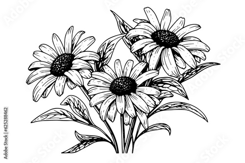 Hand drawn chamomile ink sketch. Daisy bouquet engraving vector illustration.