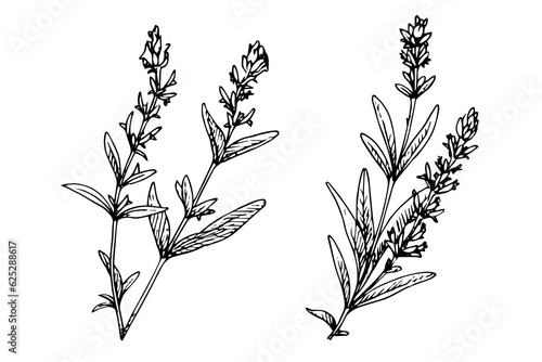 Floral botanical lavender flower hand drawn ink sketch.  Vector engraving illustration.