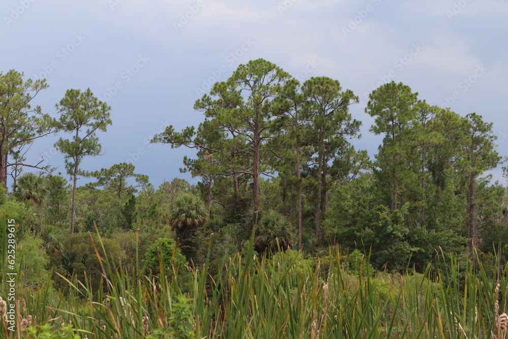 Obraz premium Treeline