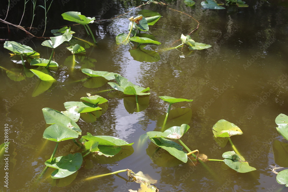 Lilly pads Lilly pads