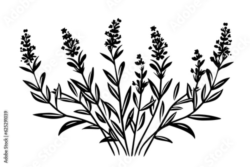 Floral botanical lavender flower hand drawn ink sketch.  Vector engraving illustration.