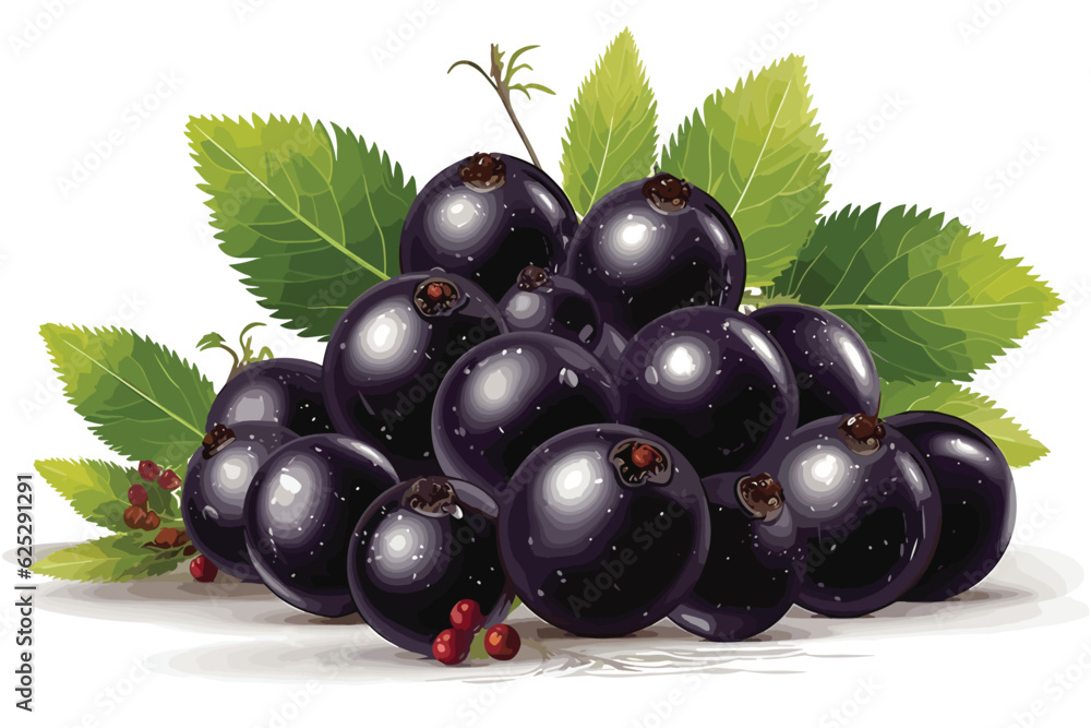Chokeberry with leaf isolated on white background. Black abronia. Acai berry vector white background Chokeberry with leaf isolated on white background. Black abronia. Acai berry vector white background