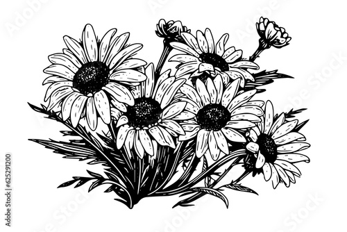Hand drawn chamomile ink sketch. Daisy bouquet engraving vector illustration.