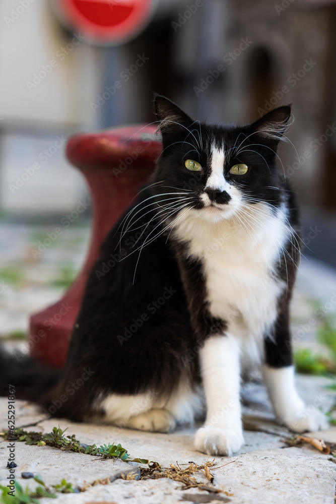 Chat noir et blanc rencontré dans une rue de Sumène, dans le sud des Cévennes