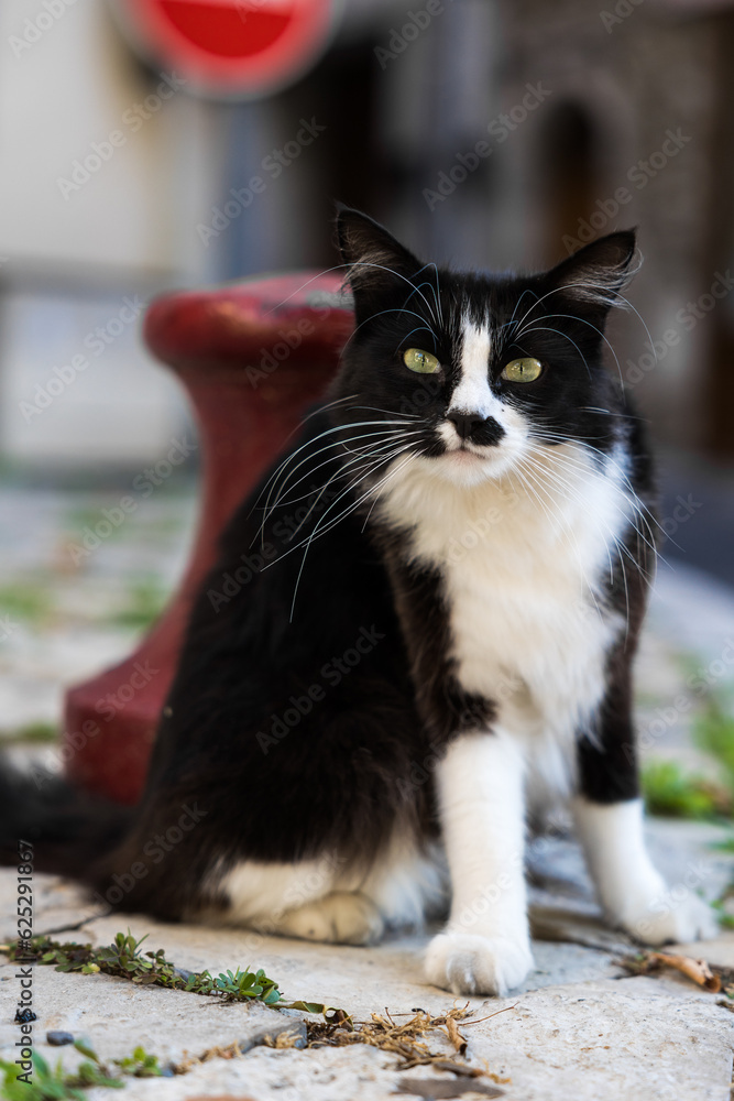 Chat noir et blanc rencontré dans une rue de Sumène, dans le sud des Cévennes Chat noir et blanc rencontré dans une rue de Sumène, dans le sud des Cévennes