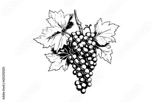 Hand drawn ink sketch of grape on the branch. Engraving style vector illustration.