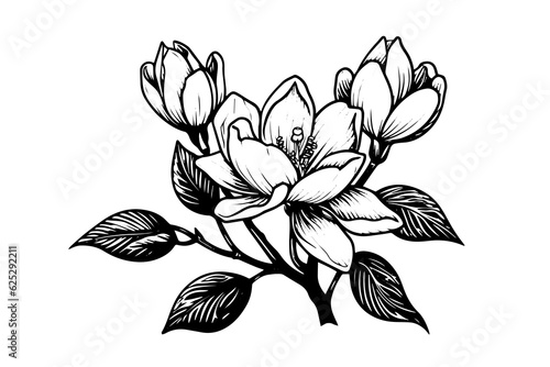 Hand drawn magnolia flower ink sketch. Engraving style vector illustration.