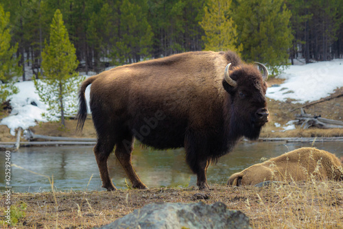 Standing Bison