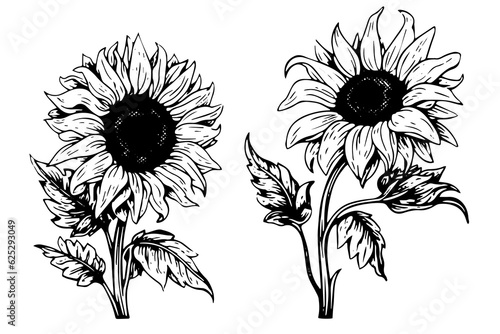 Vector engraving style drawing vector illustration of  sunflower. Ink sketch.
