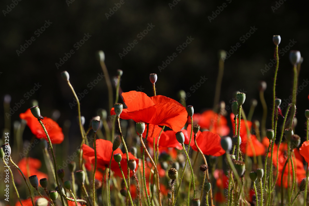 Obraz premium Red poppy flowers in green field