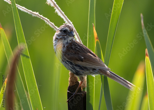 Female Finch on a cattail