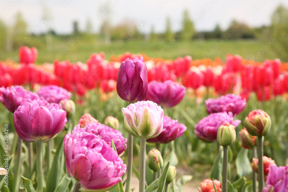 Beautiful colorful tulip flowers growing in field Beautiful colorful tulip flowers growing in field
