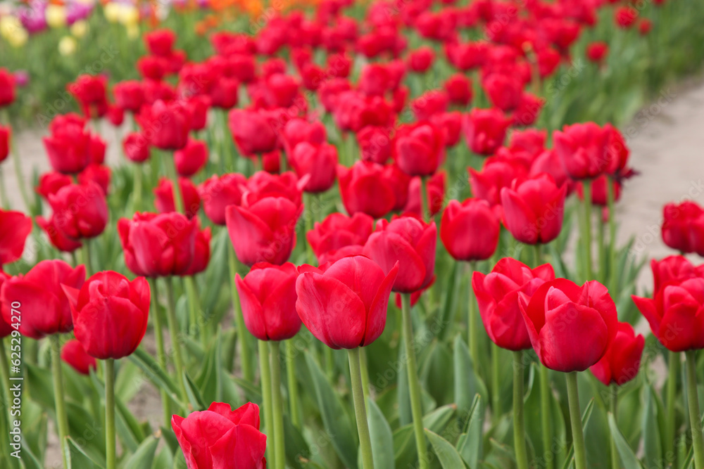 Beautiful red tulip flowers growing in field