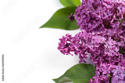 Beautiful lilac flowers on white background  closeup. Space for text