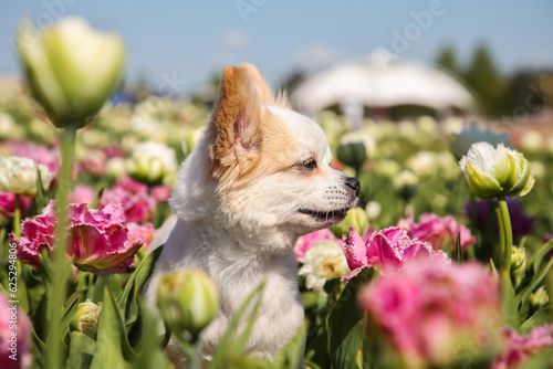 Cute Chihuahua dog among beautiful tulip flowers on sunny day photo