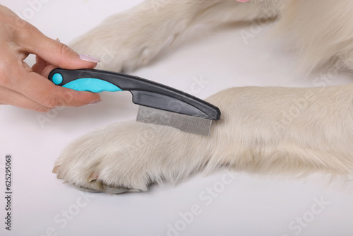 Woman brushing cute Labrador Retriever dog's hair on white background, closeup
