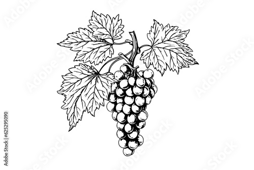 Hand drawn ink sketch of grape on the branch. Engraving style vector illustration.